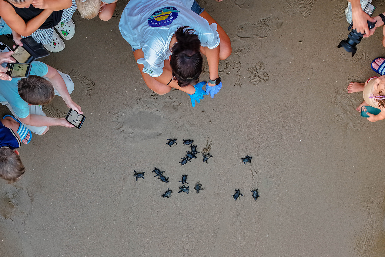 Arum Barut Collection’da Caretta Caretta Yavruları Denize Uğurlandı